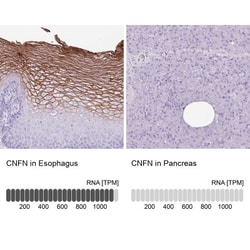 CNFN Antibody, Novus Biologicals 0.1mL; Unlabeled:Antibodies, Polyclonal